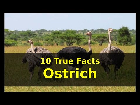 10 True Facts about Ostrich for Kids with audio