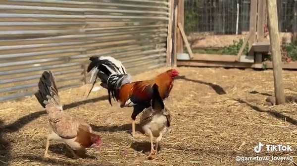 gamefowls for sale. on TikTok