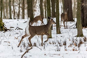 8 Reasons Illinois's Pike County Has the Best Deer Hunting in the U.S.