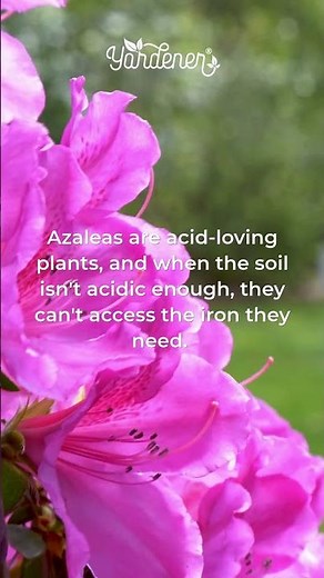 Azalea Leaves Turning Yellow — Iron Chlorosis and How to Fix It