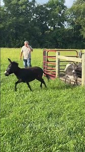 Falling, snorting and farting good time #shorts #onehappyassfarm #farmlife #donkey