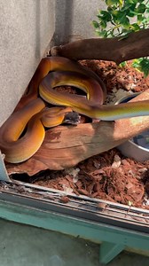 Went to spot clean my whitelipped python enclosure at Reptile Rapture and somebody wanted to come out and play instead. www.reptilerapture.net #reptilerapture #whitelippedpython | Reptile Rapture