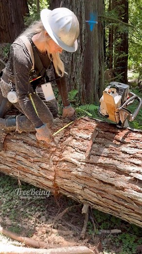 Compilation of some clips that didn’t make the cut 🪓 #timberfaller #timberfalling #forestthinning #treebeing #treework #logging #forestry #stihl | Katelyn Johnson