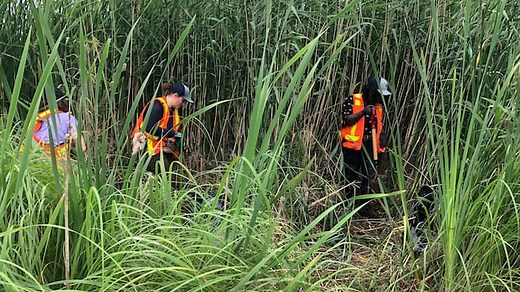 The problem with phragmites: Dealing with an invasive species