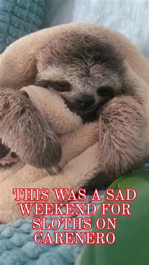 2.3K views · 32 reactions | THREE injured sloths in TWO days on Carenero- including a baby orphaned after a dog attack Please donate to our GoFundMe to help the sloths in care, or contact us for other ways to donate 殮 #savethesloths #sloth #panama #IslaColon #bocasdeltoro #wildliferehabilitation #wildliferehab #WildlifeConservation | Keep Bocas Wild | Facebook