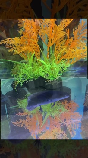 Axolotl morphs- black melanoid, wild type, golden albino