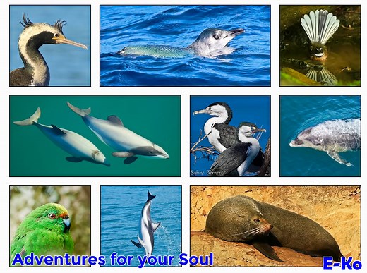 Dolphin Watching and Wildlife Tour to Motuara Island Sanctuary