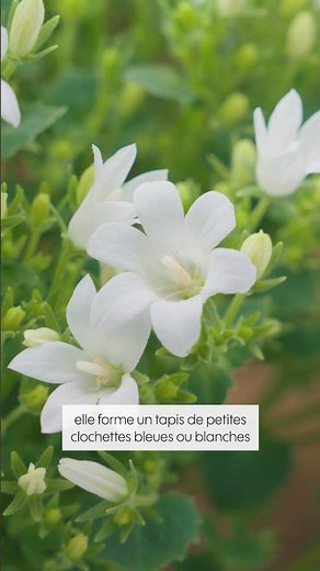 BELLFLOWER: The balcony perennial that blooms again every year - Truffaut