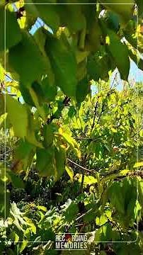 CILIEGIO | PRUNUS AVIUM | RECORDING MEMORIES