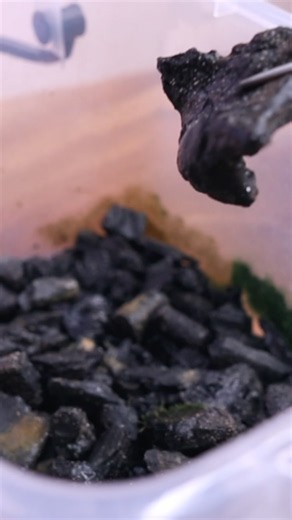 Adding springtails to terrarium🌿