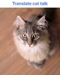 19 reactions · 4 comments | Voice Translator on Reels | Facebook