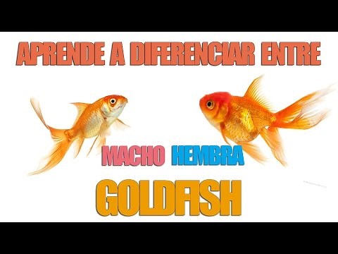 GOLDFISH FISH HOW TO IDENTIFY IF MY FISH IS MALE OR FEMALE