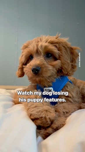 Watch my dog losing his puppy features 🥺 | this.dood.otis
