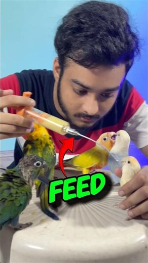 Baby Birds Hand feeding #shortsfeed #birds #cockatiel