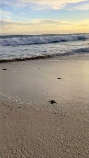 Baby sea turtle post-excavation release #turtle #turtles #wildlife #animals #conservation