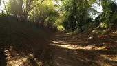 Footpath through tunnel of trees, Halnaker, West Sussex. Sunbeams...