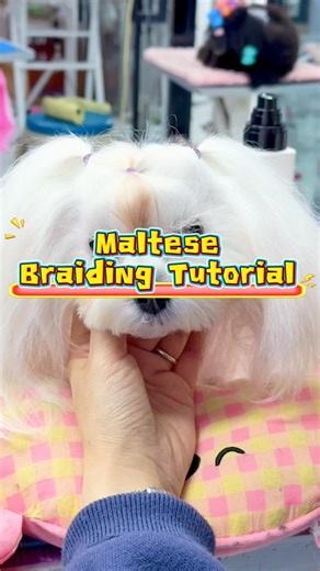 Yan Wu on Instagram: "Maltese Long Hair Daily Maintenance Method Tutorial, the original video is too long. 😰 If you want the full tutorial, You can send me a private message, I hope and I'm willing to share it with you. Can help you who want to learn. If you want to learn and improve your skills, you can talk to me.🥰"