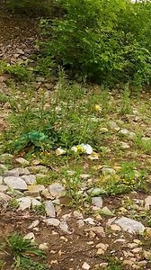 Crashed F150 Finally Discovered... | Wrecked & Recovered