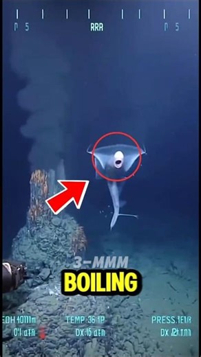 Top 5 Creatures That Can Live in BOILING Water 🔥😱 #shorts #facts #animals