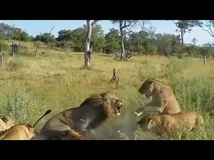 Lionesses find a male lion plotting a take over