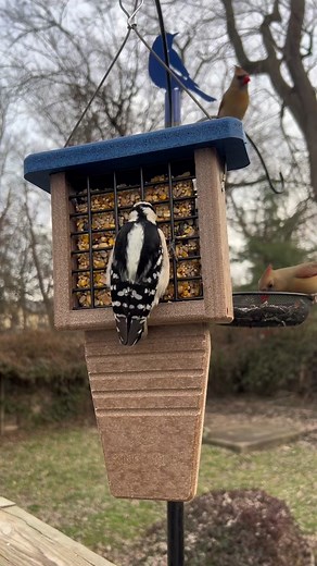 Woodpeckers Loving the New Suet Feeder from Kingsyard