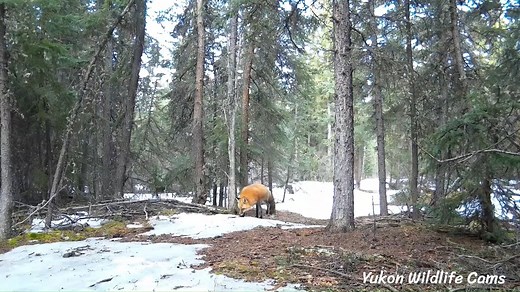 59K views · 3.1K reactions | Bookended by red foxes, this is a two...