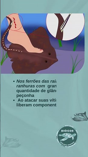 Os segredos das raias marinhas