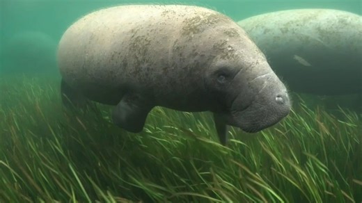 Florida wildlife officials fed manatees 400,000 pounds of lettuce during latest experimental feeding program
