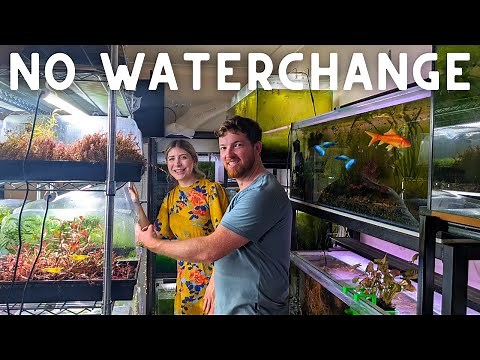 NO WATERCHANGE Fish Room Setup! FULL TOUR w/‪@duthieaquatics‬