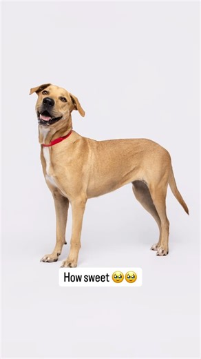 Second Shot Adoption Photos on Instagram: "Meet Rascal♥️Thanks to her sponsor @naturvet she is getting a Second Shot at adoption😇📸 Interested in sponsoring? 🥹♥️ Each pet sponsorship is only $100 per pet, and we tag and mention our sponsors across our channels and the shelters! We ask that companies sponsor at least 10 but individuals can sponsor 1 or more! Please email adam@agoldphoto.com to get involved! Together we can help more shelter animals get their Second Shot! #SecondShot #humanesoci