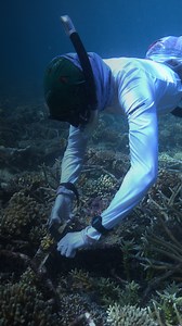 27K views · 67 reactions | Audio data has long been used by ecologists to identify potential threats to the ocean and to evaluate ecosystem health. But computers can do it faster. Google is hoping users can help train its AI system https://trib.al/85lIF8I | Bloomberg | Facebook