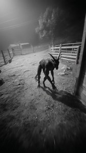 2M views · 24K reactions | REAL Chupacabra Spotted Attacking Livestock in Mexico #chupacabra #mexico #cryptid #creature #mystery | Most Amazing Top 10 | Facebook