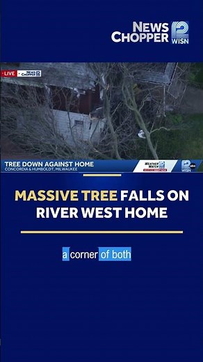 Massive tree falls on house