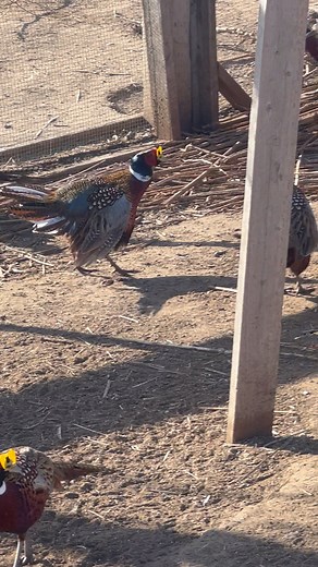 The first rule of Pheasant Fight Club is… | Pete’s Pheasant Farm