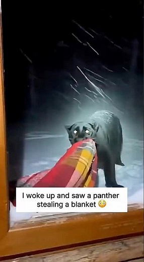 I Caught A Panther Stealing My Blanket Then This Happened 😳
