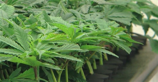 New data shows how much money recreational cannabis is making in Minnesota