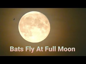 Bats Fly At Full Moon - 24 July 2021 - Crickets Sommer Night Sound Relaxing