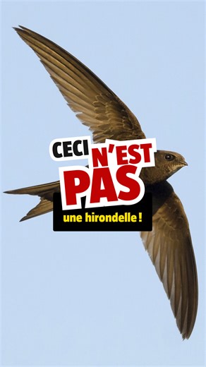 Savez-vous différencier l'hirondelle du martinet ? 🐦 Cette petite vidéo d'une minute vous aidera ! | La Salamandre