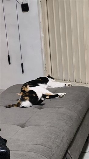 Mami vamos a jugar 😻💗 Candy es muy juguetona y Canela quiere dormir 😴🥱 | LV