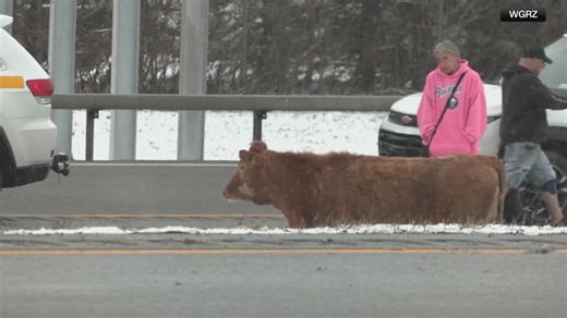 Cows take over the highway in upstate New York