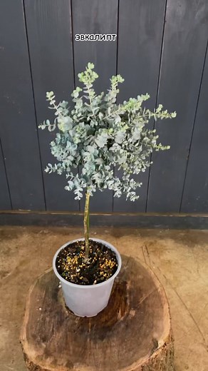 the_botanical_project (@the_botanical_project)’s videos with Save Me - Piano Peace