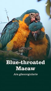 8.1K views · 225 reactions |  This parrot didn’t just beat the...