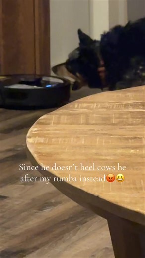 Understanding Blue Heeler Behavior