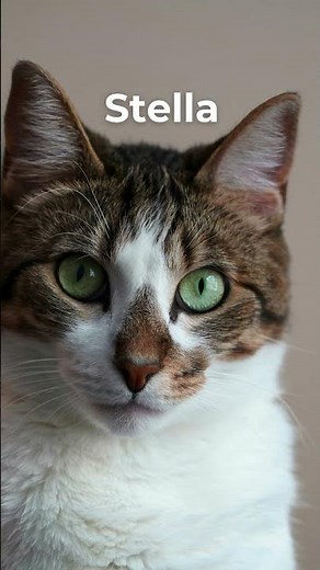 NAMES for female CATS with MEANING 🐈