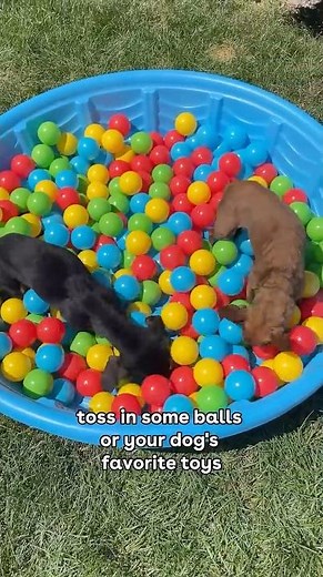 How to: Kiddie Pool Enrichment for Dogs