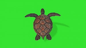 Top View Swimming Turtle Green Screen Stock Footage Video (100% Royalty-free) 3712768329 | Shutterstock