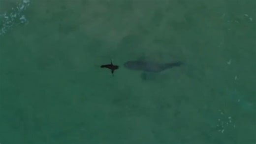 What happens when a great white shark tests a giant whale