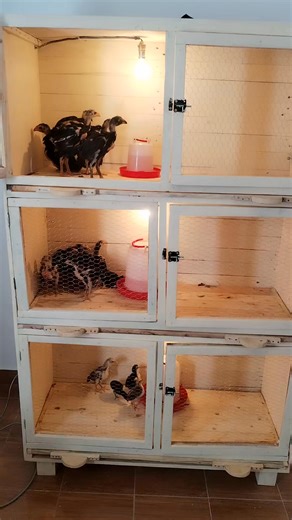 Relève assurée 💯💥 #Red_Coq_Farm #gamefowlbreeder #gamefowl | Red Coq Farm - RCF Madagascar