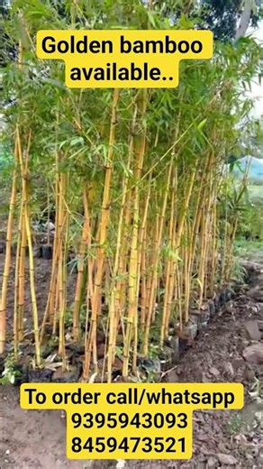 Golden Bamboo Plants Available at Wholesale & Retail Price.
