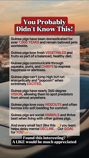 Amazing Facts About Guinea Pigs #facts #fblifestyle #reelsfypシ | Time Facts